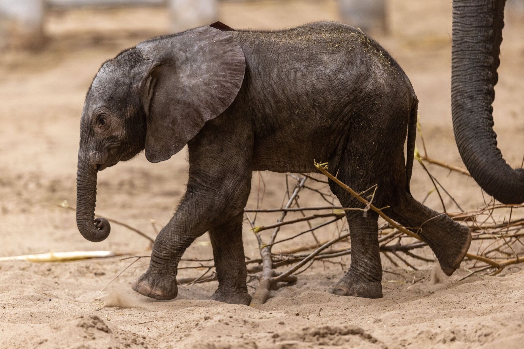021522-owh-new-elephants-pic-cm012